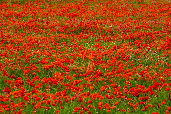 The five most flowery corners of Girona and the Costa Brava