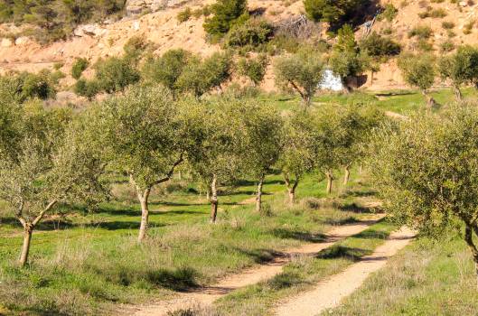 Gîtes de charme aux les Garrigues