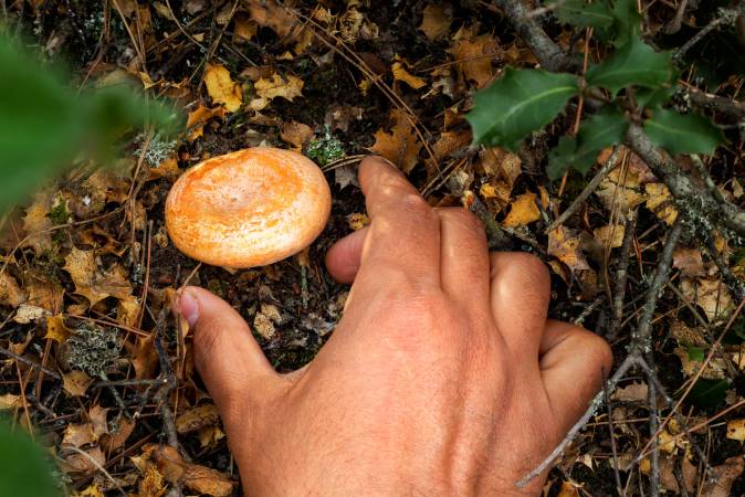 10 tips to be good on gathering mushrooms