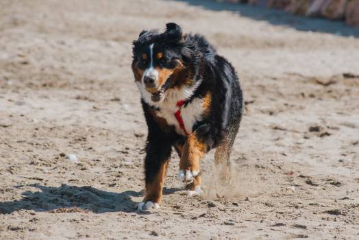 Dog friendly country houses on Costa Brava