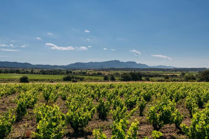 11 bodegas del Alt Empordà donde disfrutar del enoturismo