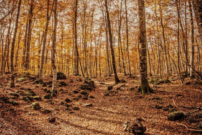 La Fageda d’en Jordà