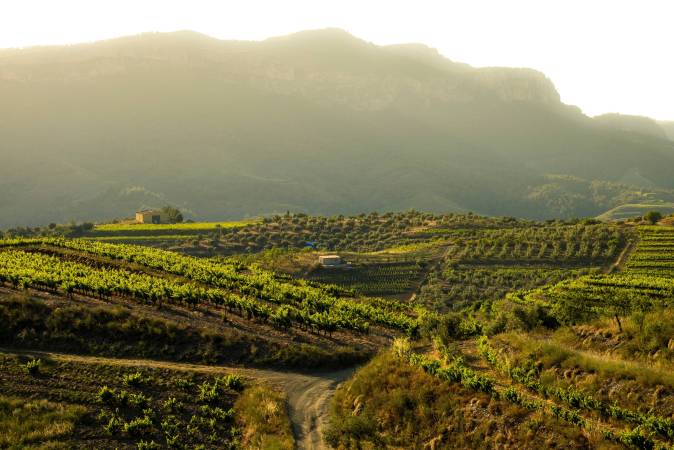 Œnotourisme à Tarragone : 10 caves à ne pas rater pour les amateurs de vin