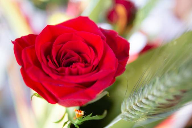 Sant Jordi's day in Girona and the Costa Brava
