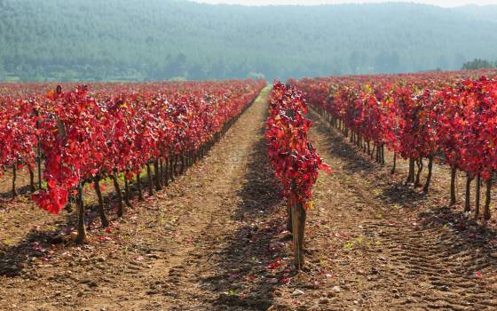 Cases rurals al Pla del Penedès