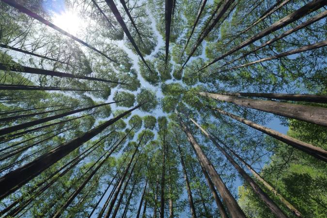 Forest bathing: the therapy of nature