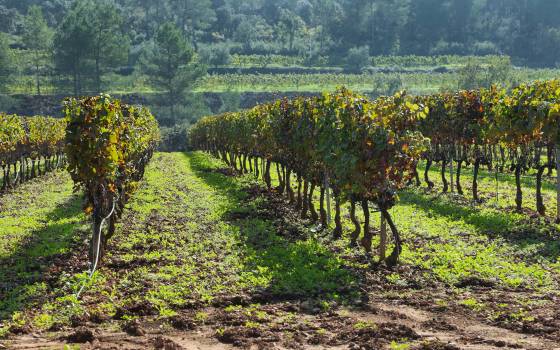 Cases rurals a Sant Sadurní d’Anoia
