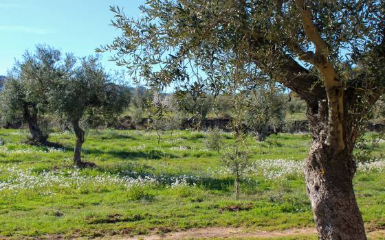 Cases rurals a Arbeca