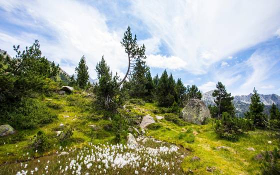 Cases rurals a les Avellanes i Santa Linya
